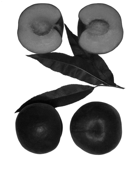 Figure 1 of US plant patent PP24581, the photograph of Fire Gem printed in the patent.