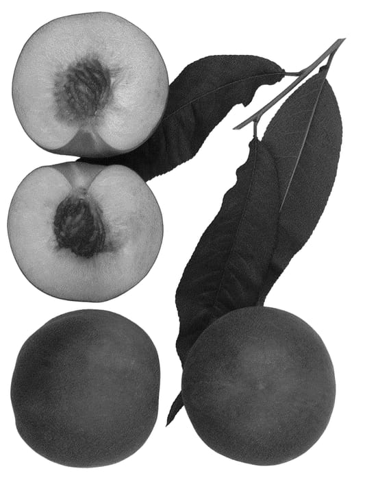 Figure 1 of US plant patent PP24582, the photograph of SUMMER FIRE printed in the patent.