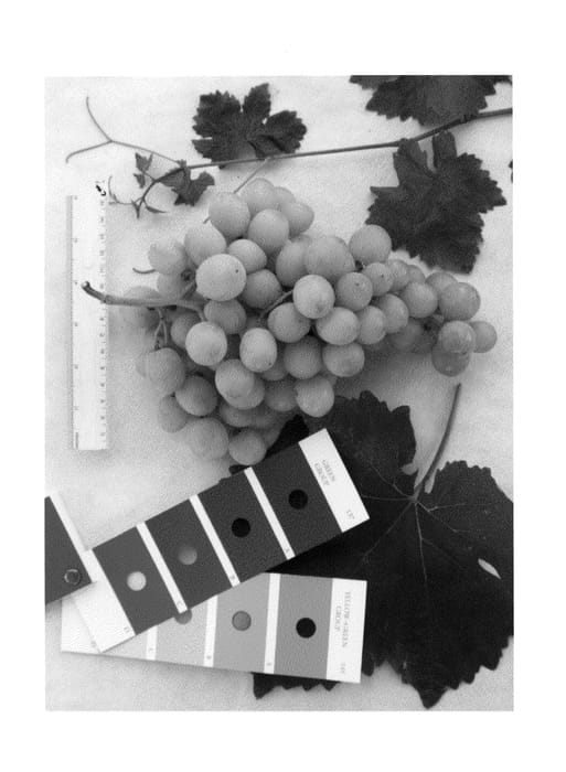 Figure 1 of US plant patent PP24583, the photograph of IFG Ten printed in the patent.