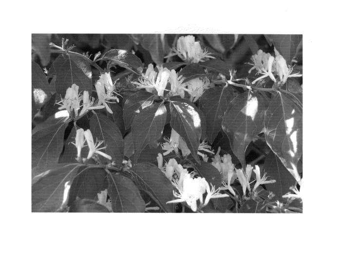 Figure 1 of US plant patent PP24584, the photograph of Logozam printed in the patent.