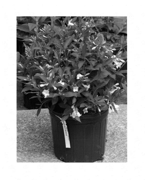 Figure 1 of US plant patent PP24585, the photograph of Bokrasopea printed in the patent.