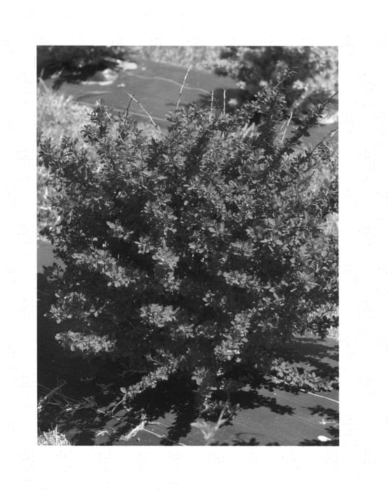 Figure 1 of US plant patent PP24586, the photograph of Celeste printed in the patent.
