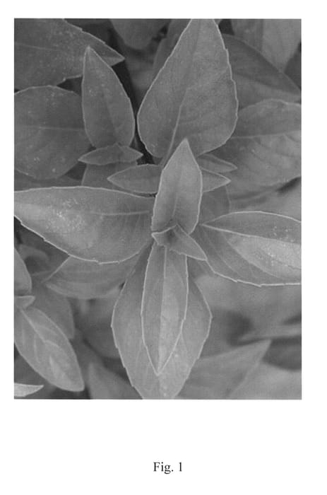 Figure 1 of US plant patent PP24587, the photograph of Ajaka printed in the patent.