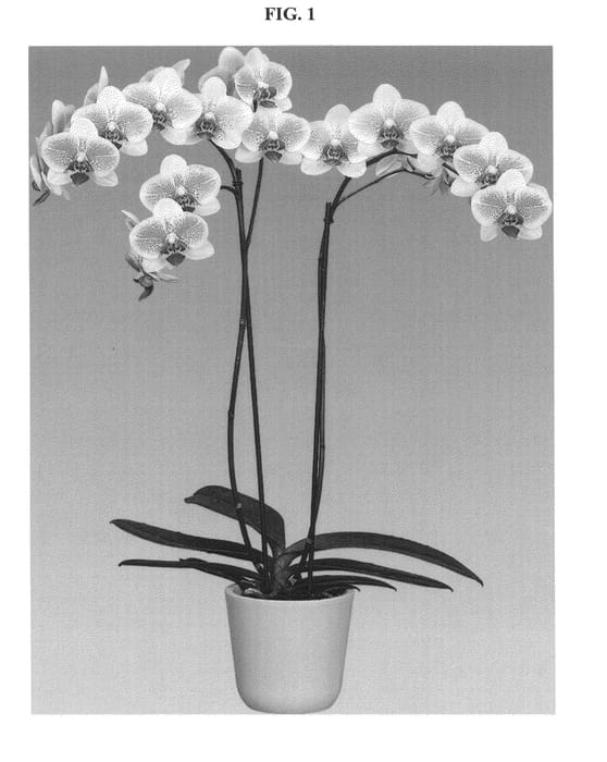 Figure 1 of US plant patent PP24588, the photograph of Octopus printed in the patent.
