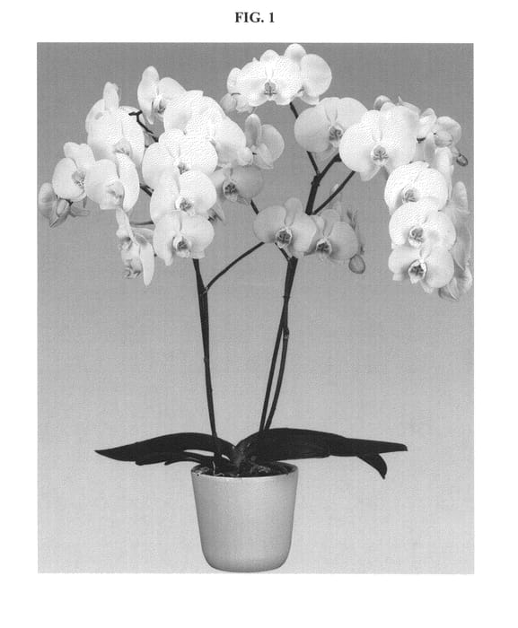 Figure 1 of US plant patent PP24589, the photograph of Rubicon printed in the patent.
