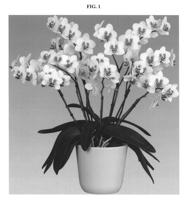 Figure 1 of US plant patent PP24590, the photograph of Prima Piano printed in the patent.