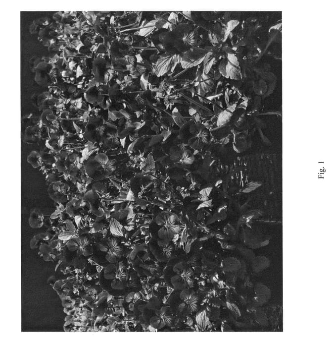 Figure 1 of US plant patent PP24591, the photograph of SMEV4 printed in the patent.