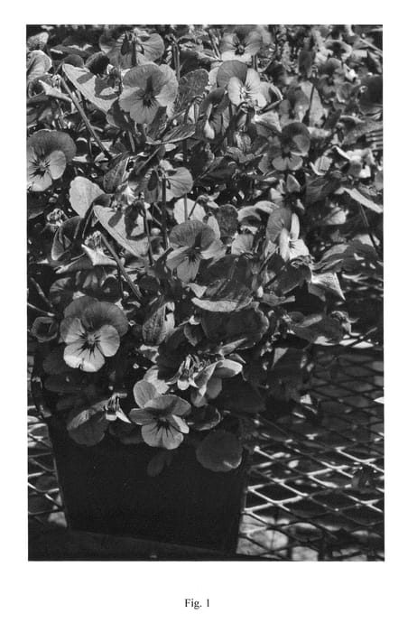 Figure 1 of US plant patent PP24592, the photograph of SMEV3 printed in the patent.