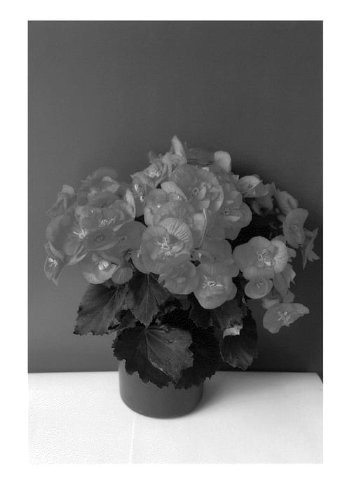 Figure 1 of US plant patent PP24593, the photograph of KRSSUCO01 printed in the patent.