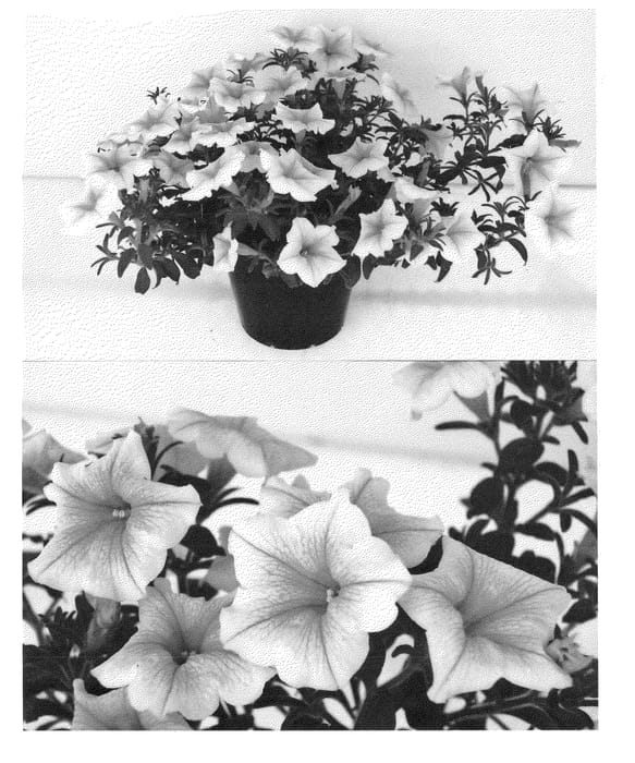 Figure 1 of US plant patent PP24594, the photograph of Sunsurf Kiusa printed in the patent.
