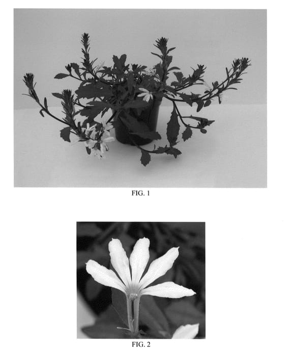 Figure 1 of US plant patent PP24595, the photograph of Kingscawite printed in the patent.