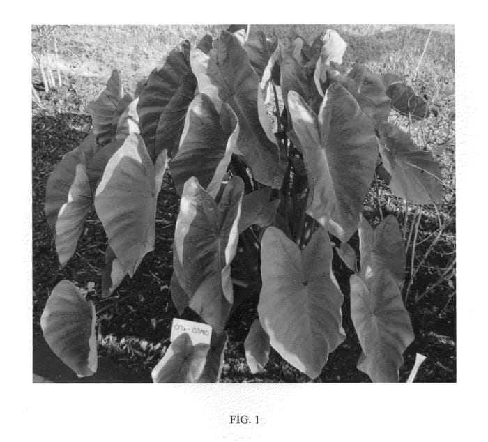 Figure 1 of US plant patent PP24596, the photograph of HAWAIIAN PUNCH printed in the patent.