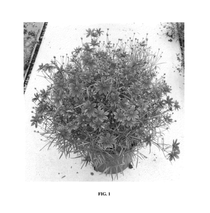 Figure 1 of US plant patent PP24598, the photograph of Broad Street printed in the patent.