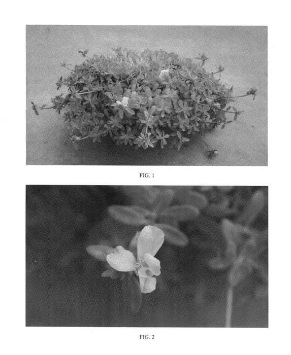 Figure 1 of US plant patent PP24599, the photograph of SAKPOR005 printed in the patent.