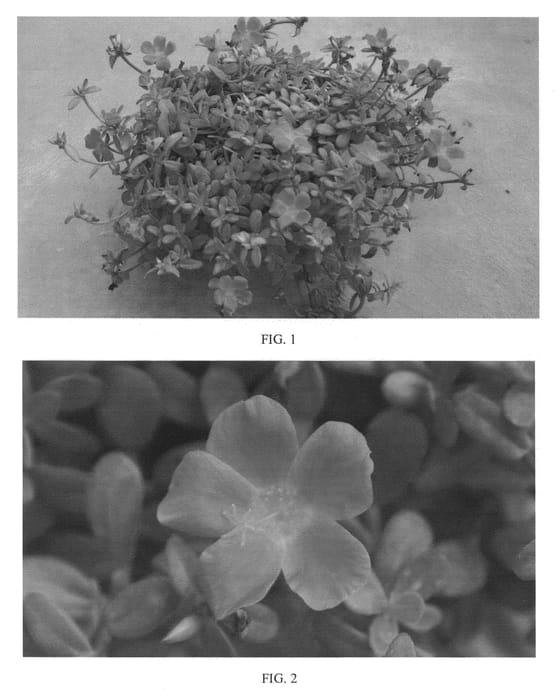 Figure 1 of US plant patent PP24600, the photograph of SAKPOR002 printed in the patent.