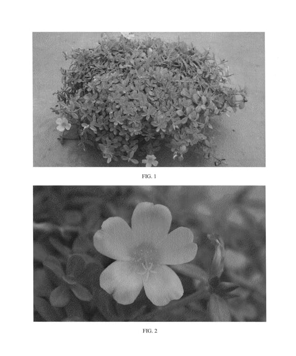 Figure 1 of US plant patent PP24601, the photograph of SAKPOR004 printed in the patent.