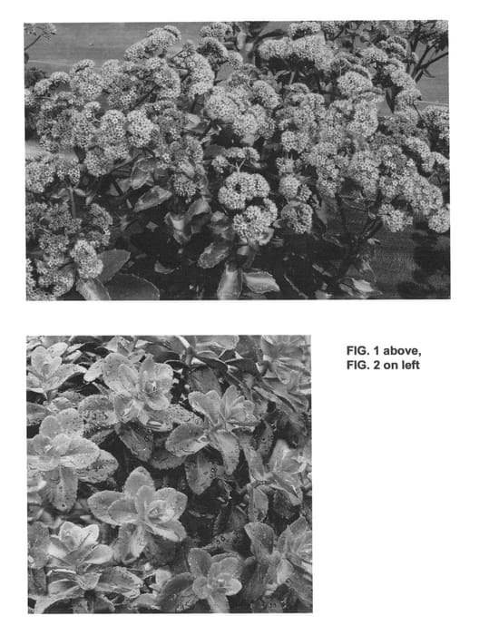 Figure 1 of US plant patent PP24602, the photograph of Cherry Truffle printed in the patent.