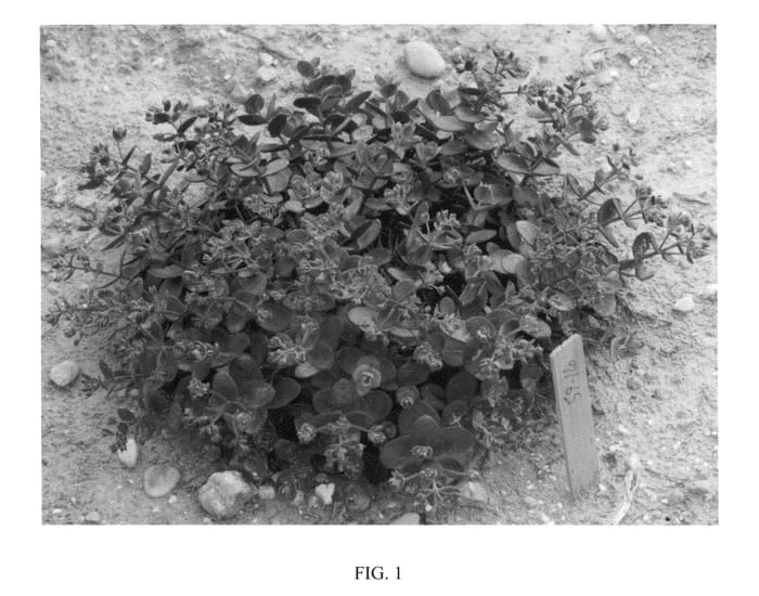 Figure 1 of US plant patent PP24603, the photograph of Cherry Tart printed in the patent.