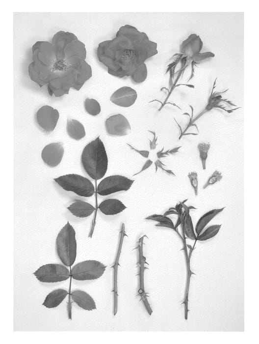 Figure 1 of US plant patent PP24604, the photograph of KORdreikono printed in the patent.