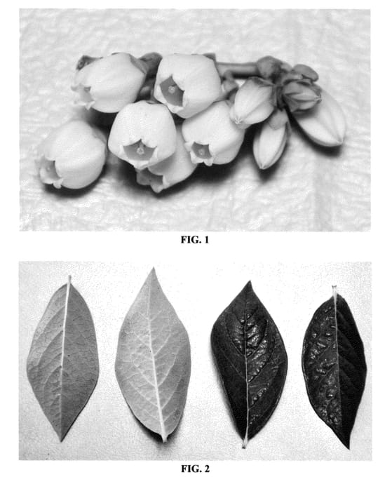 Figure 1 of US plant patent PP24605, the photograph of Drisblueseven printed in the patent.