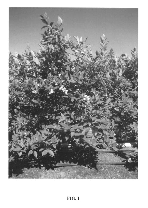 Figure 1 of US plant patent PP24606, the photograph of Ventura printed in the patent.