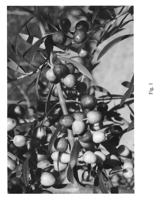 Figure 1 of US plant patent PP24607, the photograph of BITSYOAC printed in the patent.
