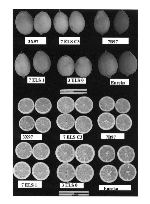Figure 1 of US plant patent PP24608, the photograph of 7ELS1 printed in the patent.