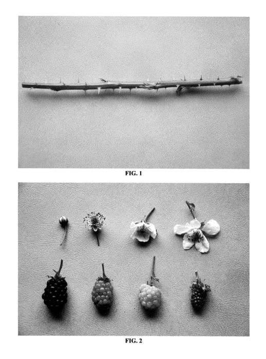 Figure 1 of US plant patent PP24609, the photograph of DrisBlackFour printed in the patent.