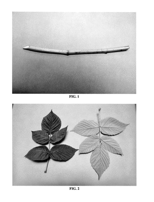 Figure 1 of US plant patent PP24610, the photograph of DrisRaspFive printed in the patent.