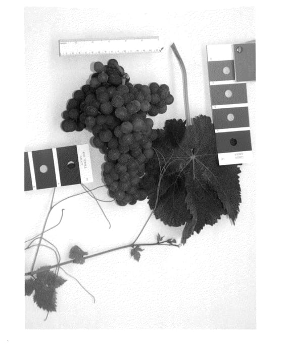 Figure 1 of US plant patent PP24611, the photograph of IFG Fourteen printed in the patent.