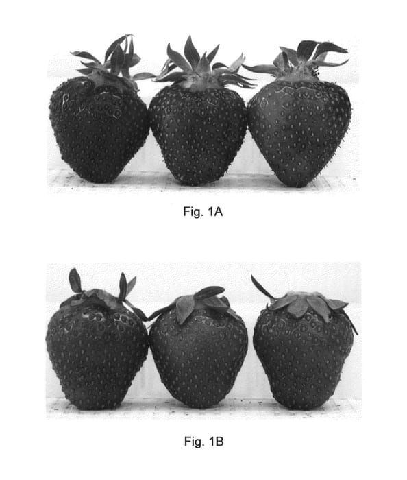 Figure 1 of US plant patent PP24612, the photograph of Walker printed in the patent.