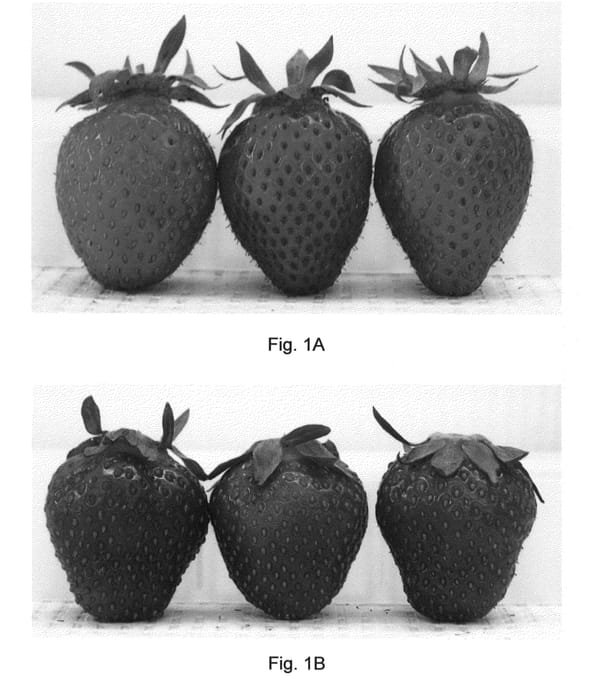 Figure 1 of US plant patent PP24613, the photograph of Herriot printed in the patent.