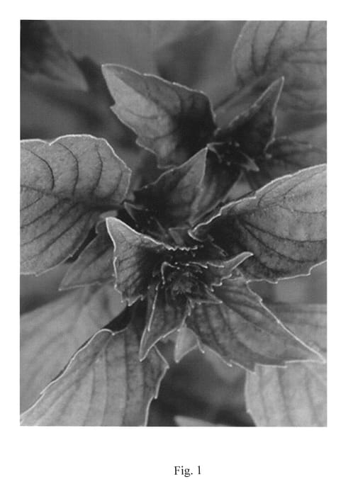 Figure 1 of US plant patent PP24614, the photograph of Wild Magic printed in the patent.