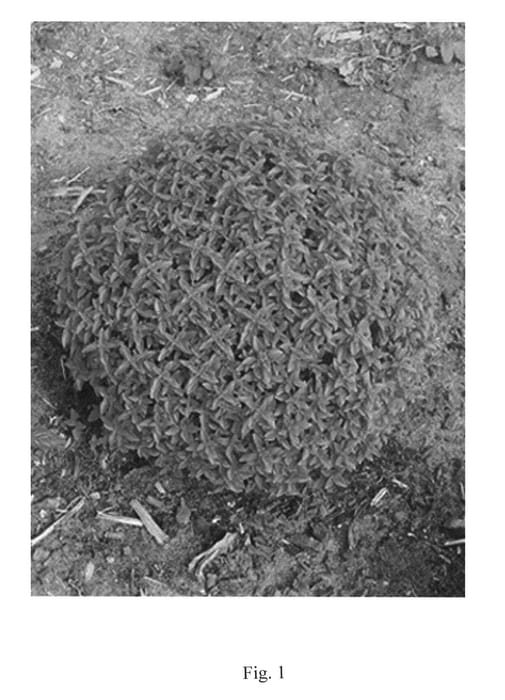 Figure 1 of US plant patent PP24615, the photograph of Green Ball printed in the patent.