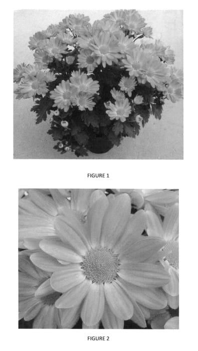 Figure 1 of US plant patent PP24616, the photograph of CIDZ0044 printed in the patent.