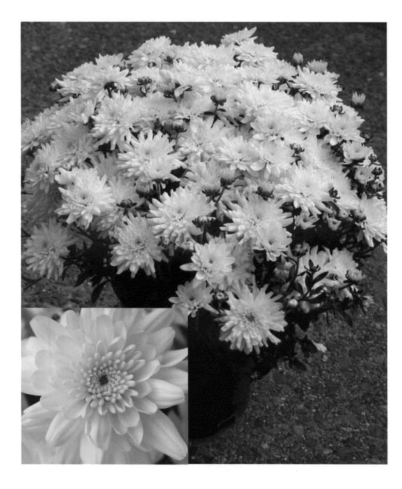 Figure 1 of US plant patent PP24617, the photograph of CIFZ0007 printed in the patent.