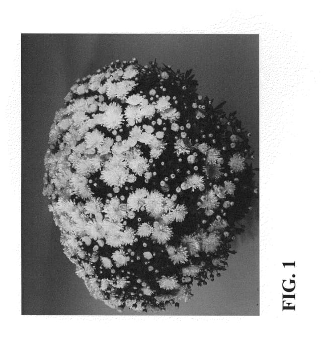Figure 1 of US plant patent PP24618, the photograph of Zanmudove printed in the patent.