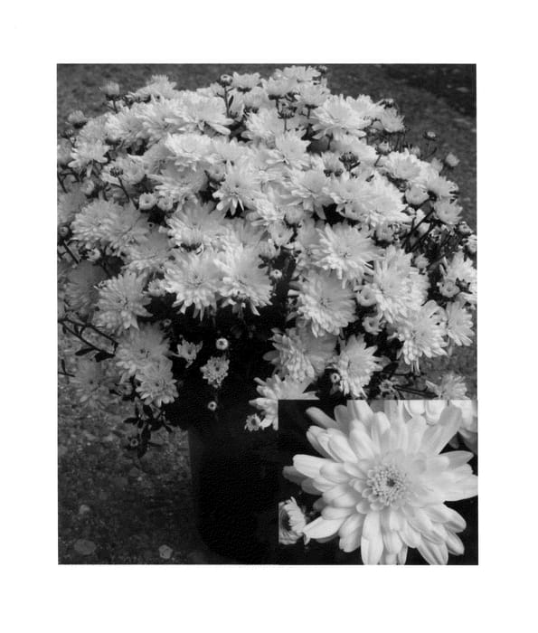 Figure 1 of US plant patent PP24619, the photograph of CIFZ0004 printed in the patent.