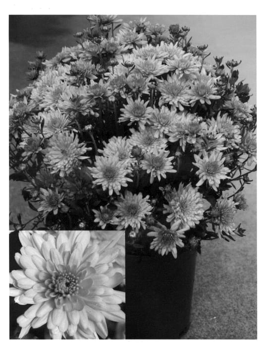 Figure 1 of US plant patent PP24620, the photograph of CIFZ0005 printed in the patent.
