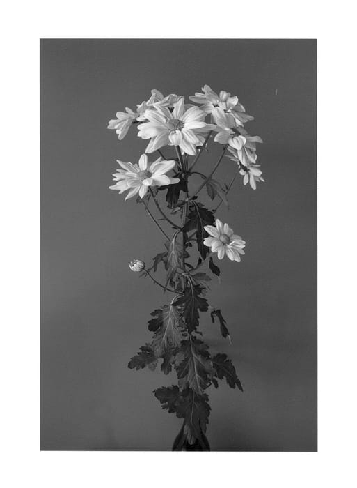 Figure 1 of US plant patent PP24621, the photograph of Delialdonze printed in the patent.