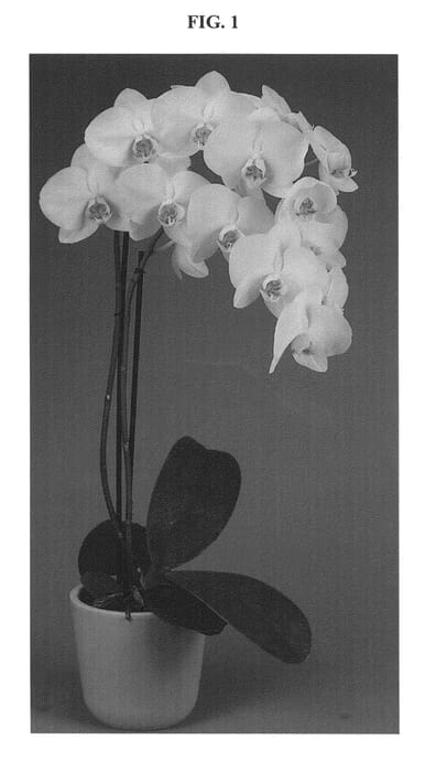 Figure 1 of US plant patent PP24622, the photograph of Durango printed in the patent.