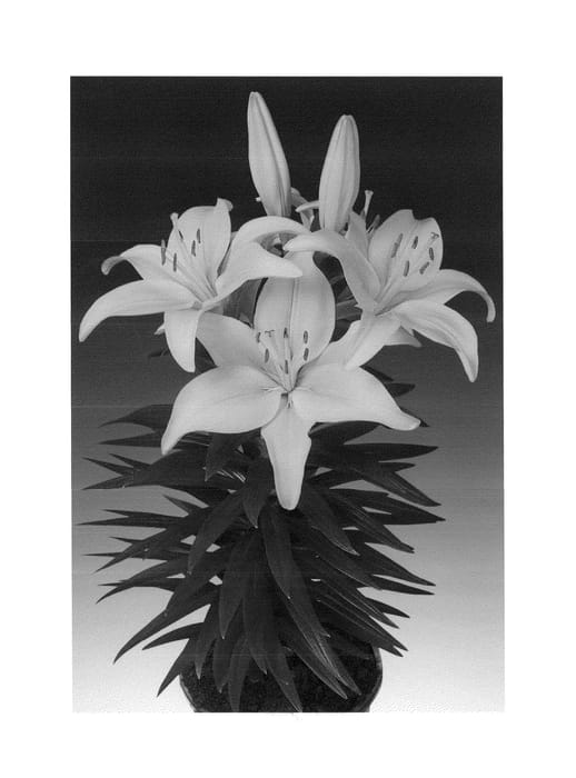 Figure 1 of US plant patent PP24623, the photograph of Tiny Glow printed in the patent.