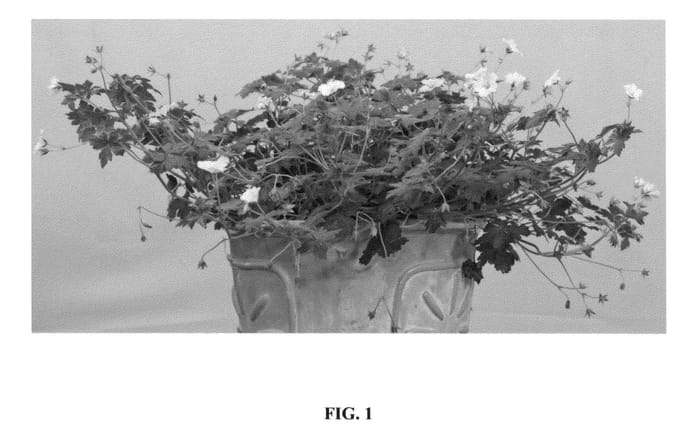 Figure 1 of US plant patent PP24624, the photograph of Bremdream printed in the patent.