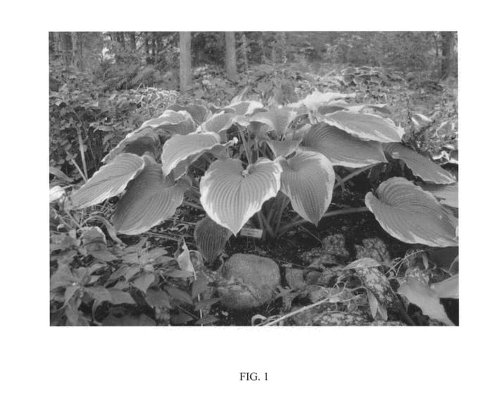 Figure 1 of US plant patent PP24625, the photograph of ECLIPSE printed in the patent.