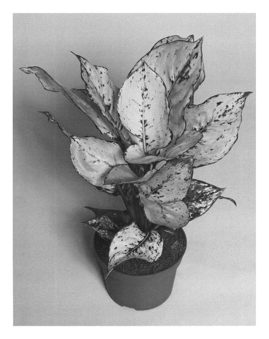 Figure 1 of US plant patent PP24626, the photograph of KKAG1201 printed in the patent.