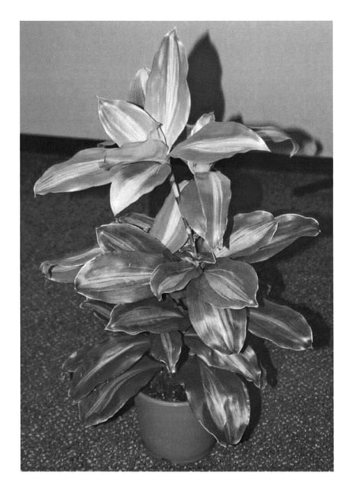 Figure 1 of US plant patent PP24627, the photograph of Fudrafut printed in the patent.