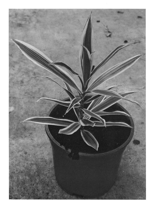 Figure 1 of US plant patent PP24628, the photograph of KKDR201204 printed in the patent.