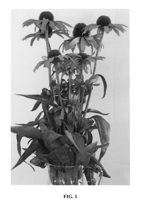 Figure 1 of US plant patent PP24629, the photograph of Julia printed in the patent.