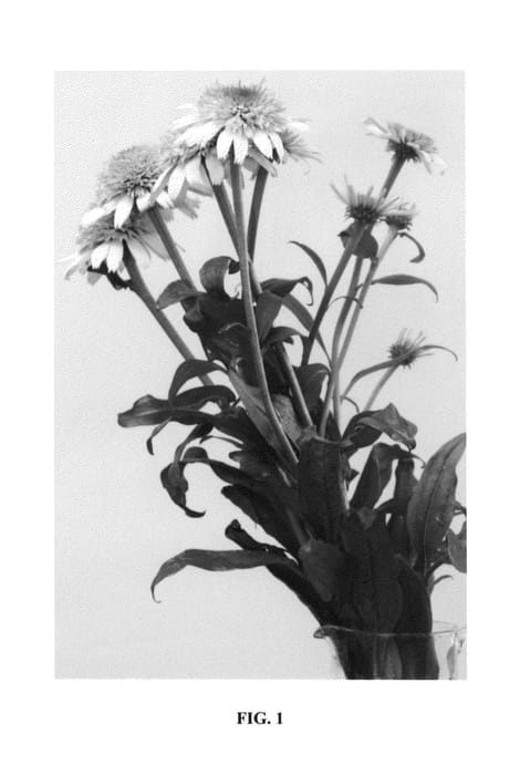 Figure 1 of US plant patent PP24630, the photograph of Honeydew printed in the patent.