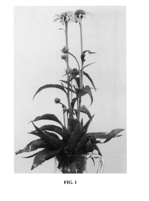 Figure 1 of US plant patent PP24631, the photograph of Cleopatra printed in the patent.